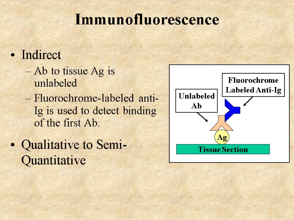 Immunofluorescence Indirect Ab to tissue Ag is unlabeled Fluorochrome-labeled anti-Ig is used to detect